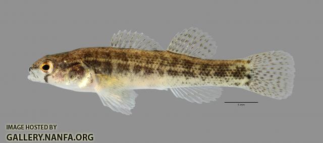 Etheostoma parvipinne Goldstripe Darter1796ws