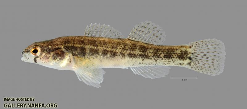 Etheostoma parvipinne Goldstripe Darter1796ws