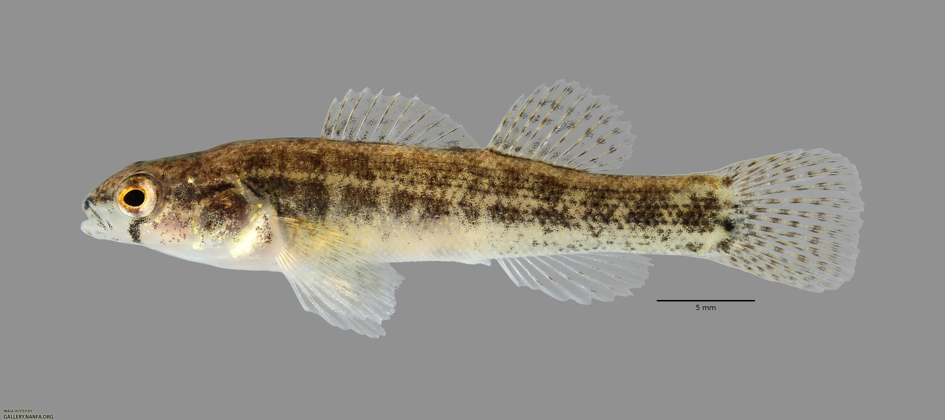 Etheostoma parvipinne Goldstripe Darter1796ws