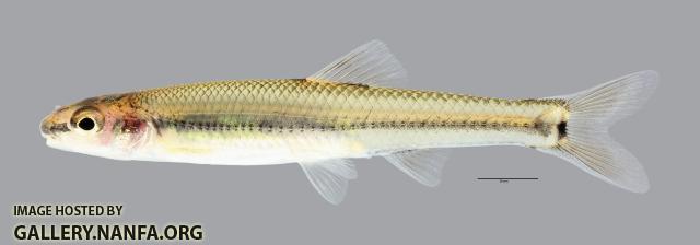 Pimephales tenellus Slim Minnow3047ws