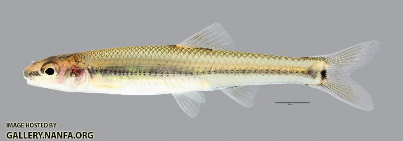 Pimephales tenellus Slim Minnow3047ws