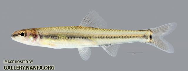 Pimephales tenellus Slim Minnow3055ws