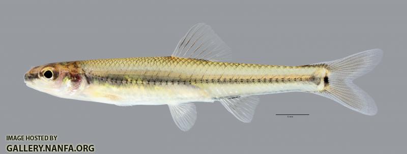 Pimephales tenellus Slim Minnow3055ws