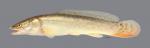 Amia calva Bowfin2629ws