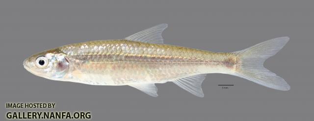 Hybognathus hayi Cypress Minnow2816ws