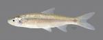 Hybognathus hayi Cypress Minnow2816ws