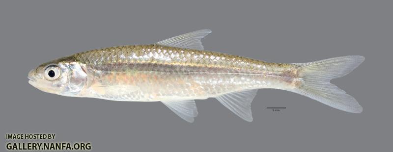 Hybognathus hayi Cypress Minnow2827ws