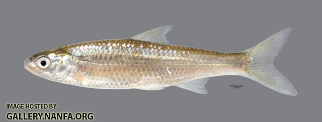 Hybognathus hayi Cypress Minnow2906ws