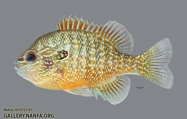 Lepomis marginatus Dollar Sunfish 2861ws