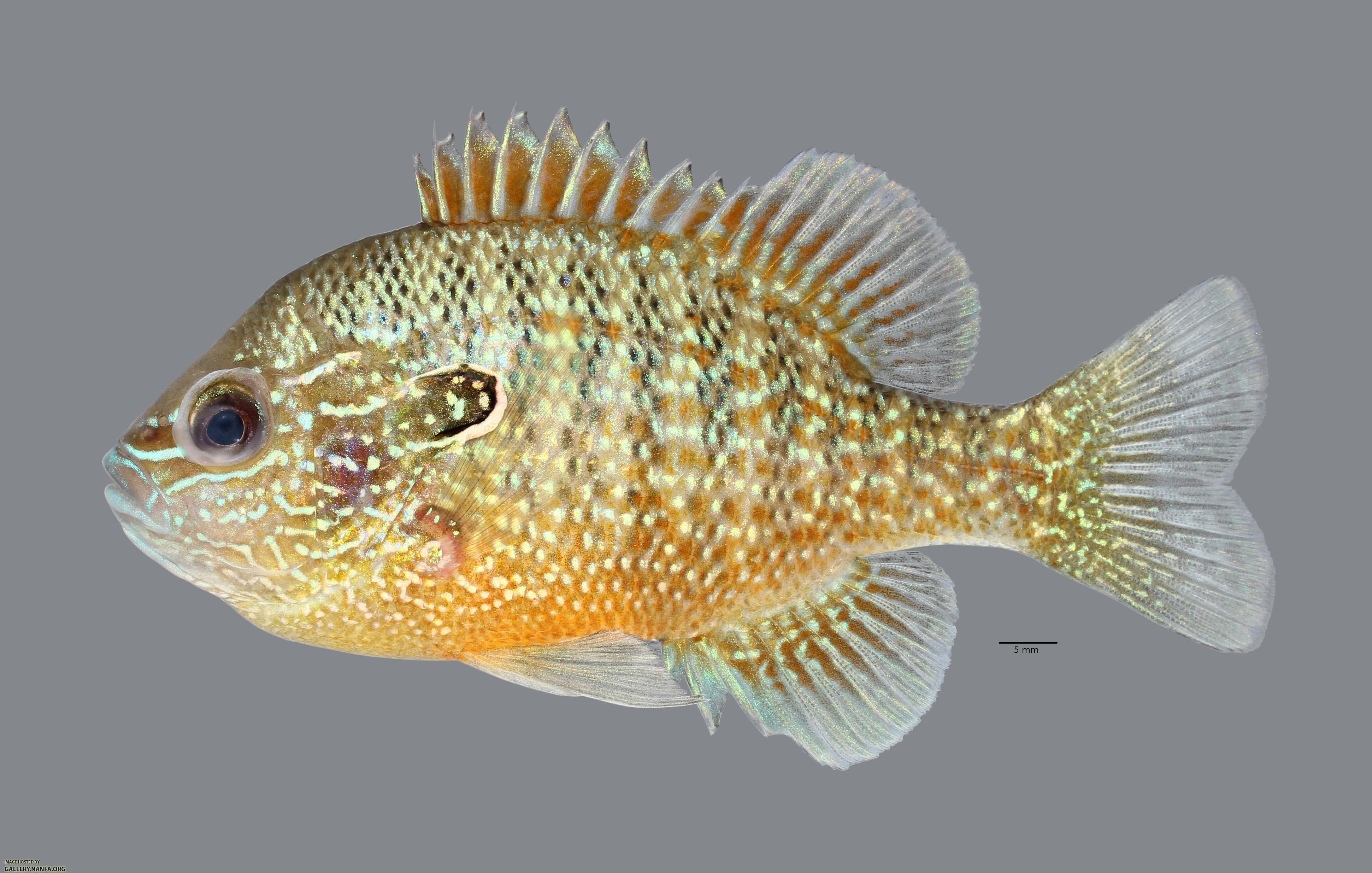 Lepomis marginatus Dollar Sunfish 2861ws