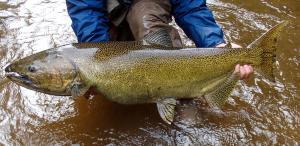 Chinook Salmon