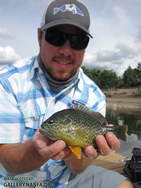 Pumpkinseed X Green Sunfish Hybrid