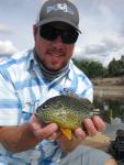 Pumpkinseed X Green Sunfish Hybrid