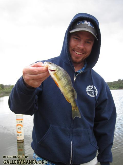 Yellow Perch