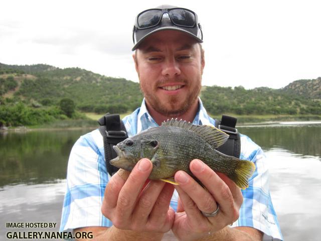 Green Sunfish