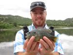 Green Sunfish