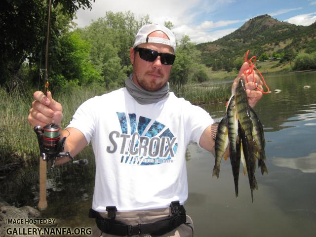 Crushing the Yellow Perch