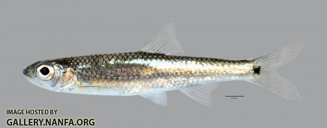 Notropis greenei Wedgespot Shiner3668ws