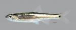 Notropis greenei Wedgespot Shiner3668ws