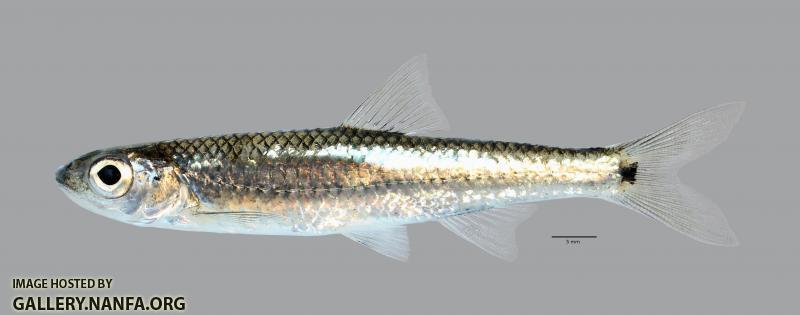 Notropis greenei Wedgespot Shiner3668ws