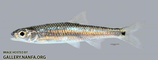 Notropis greenei Wedgespot Shiner3679ws