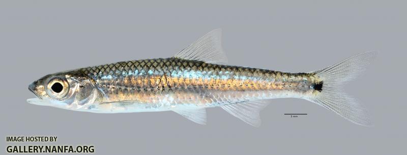 Notropis greenei Wedgespot Shiner3679ws