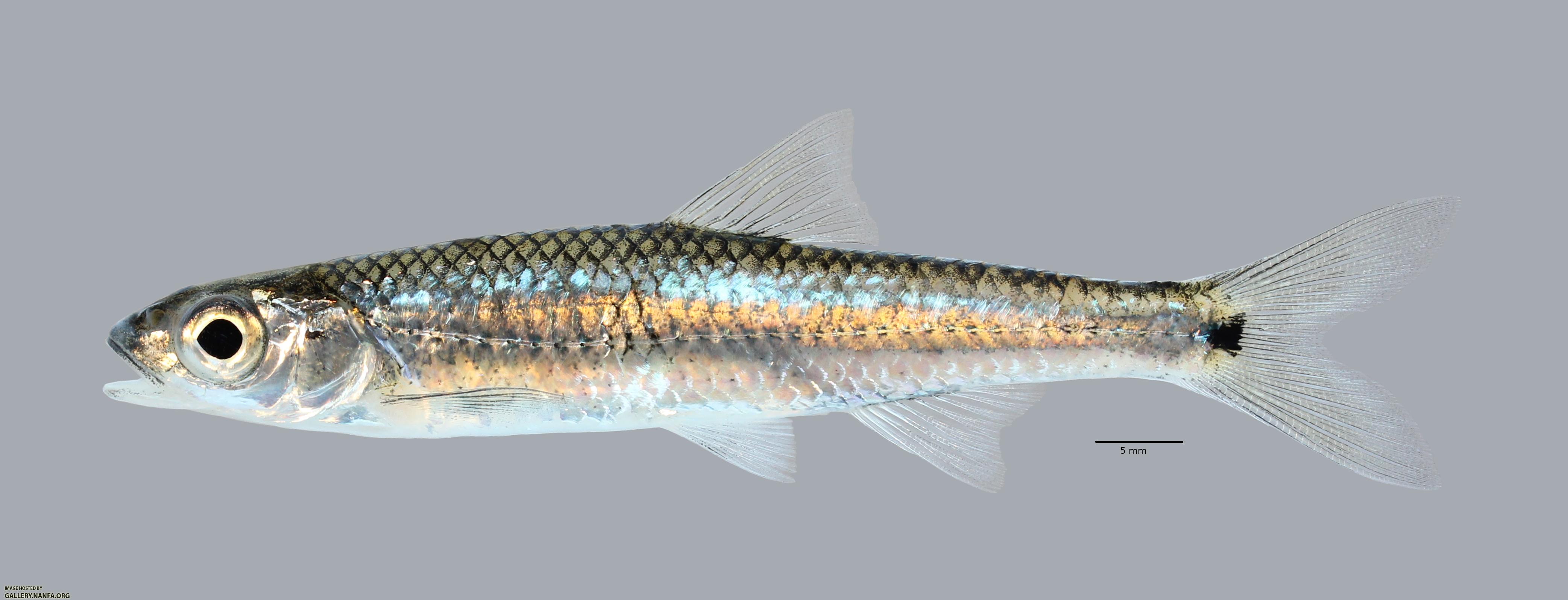 Notropis greenei Wedgespot Shiner3679ws