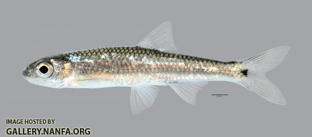 Notropis greenei Wedgespot Shiner3712ws