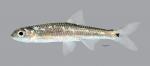 Notropis greenei Wedgespot Shiner3712ws