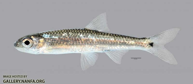 Notropis greenei Wedgespot Shiner3712ws