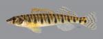 Percina caprodes fulvitaenia Ozark Logperch4177ws