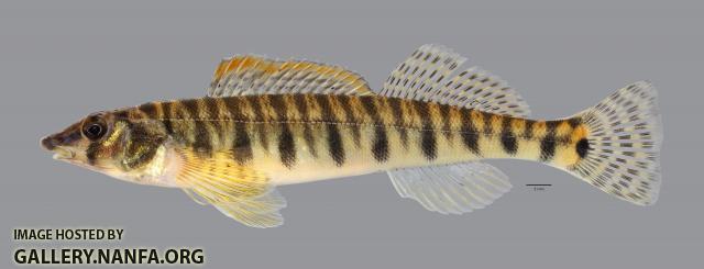 Percina caprodes fulvitaenia Ozark Logperch4177ws