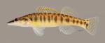 Percina nasuta Longnose Darter3351ws