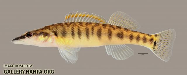 Percina nasuta Longnose Darter3351ws