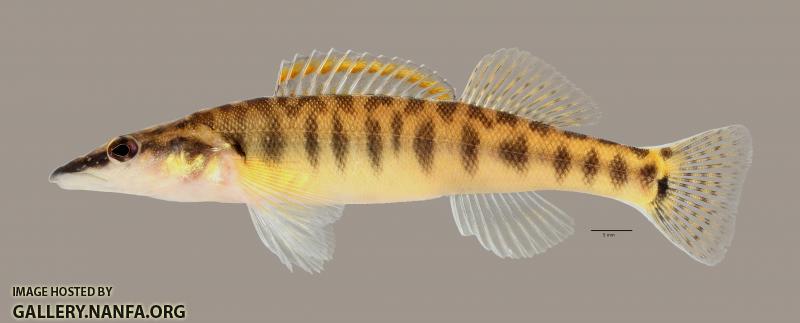 Percina nasuta Longnose Darter3351ws