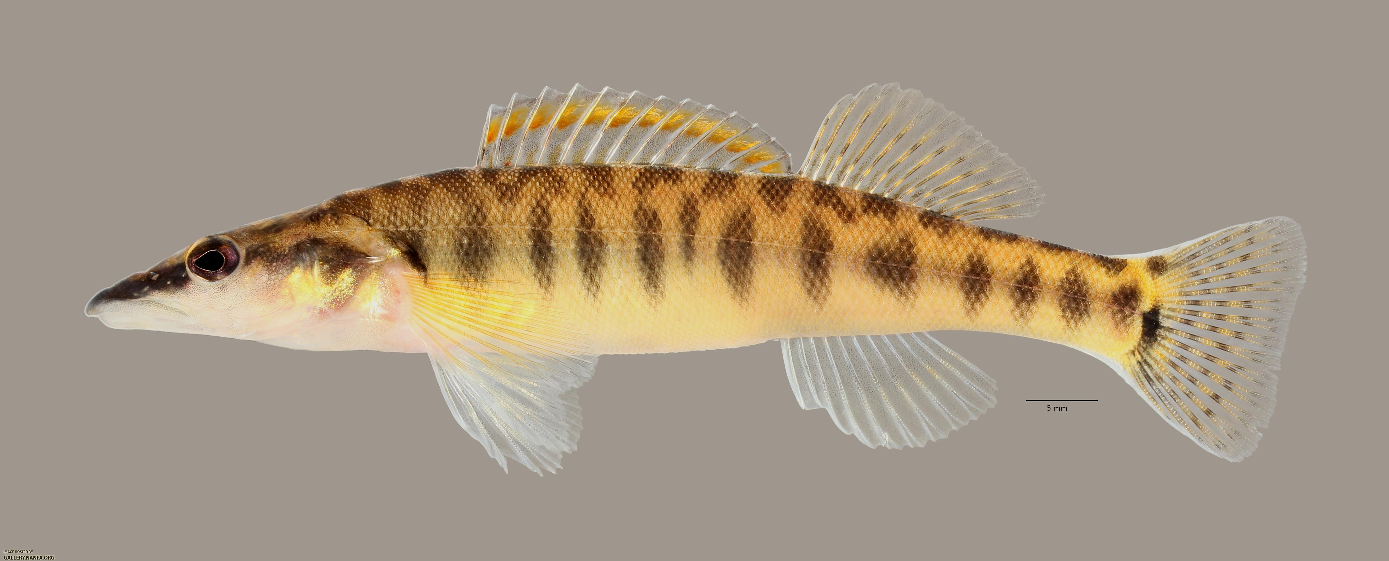 Percina nasuta Longnose Darter3351ws