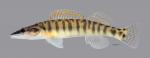 Percina nasuta Longnose Darter3424ws