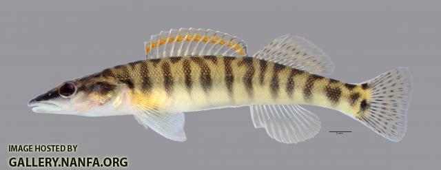 Percina nasuta Longnose Darter3424ws