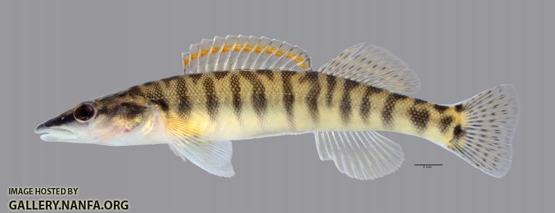 Percina nasuta Longnose Darter3424ws