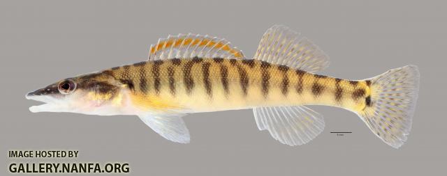 Percina nasuta Longnose Darter3554ws