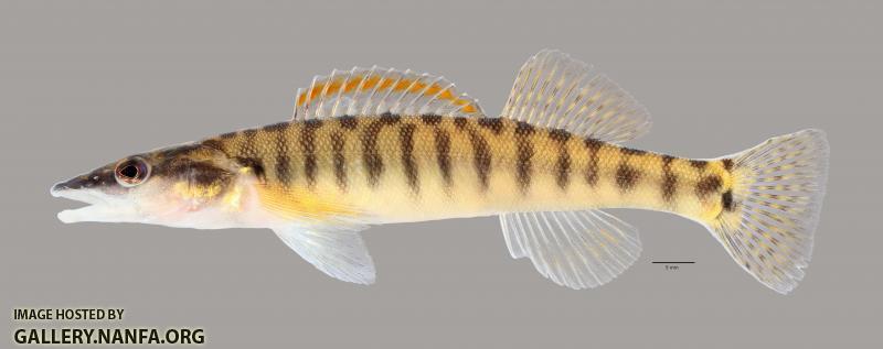 Percina nasuta Longnose Darter3554ws