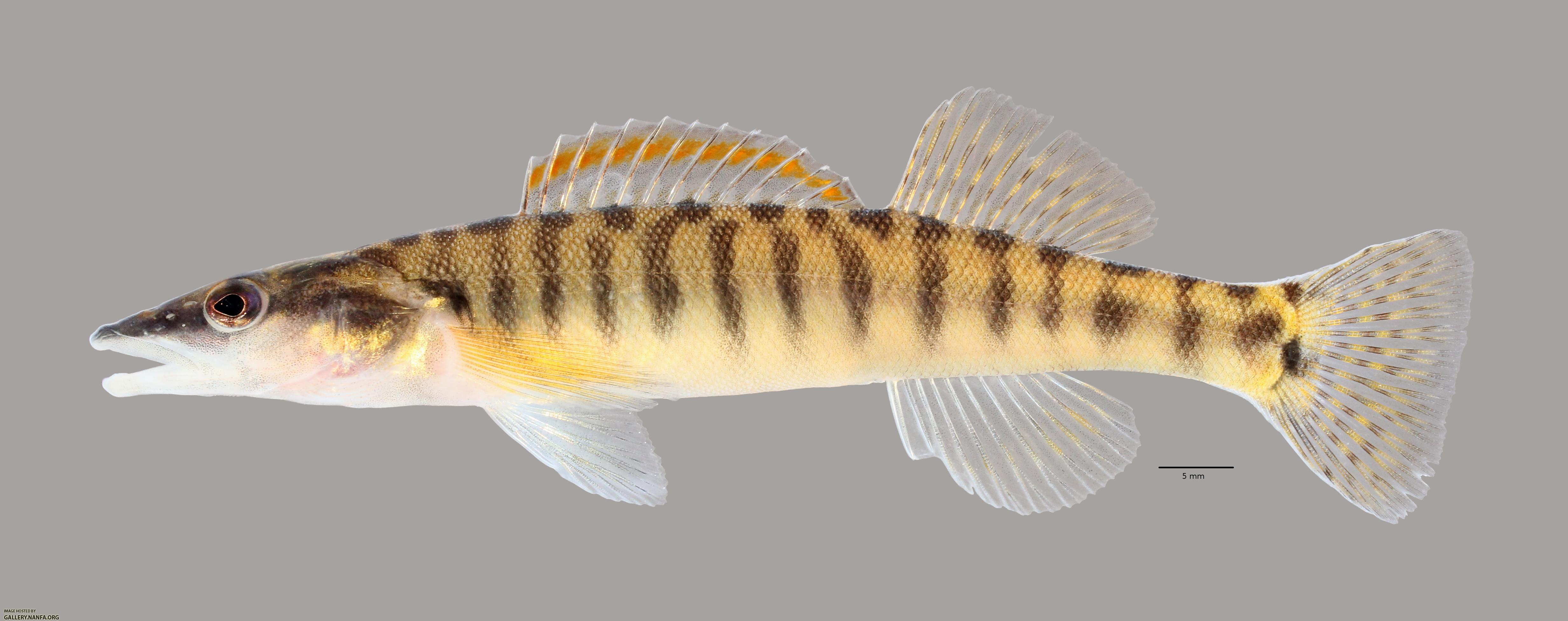 Percina nasuta Longnose Darter3554ws