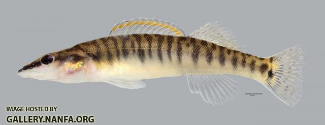 Percina nasuta Longnose Darter3899ws