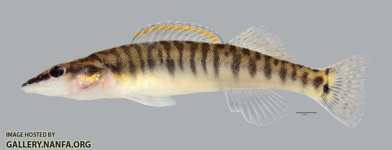 Percina nasuta Longnose Darter3899ws