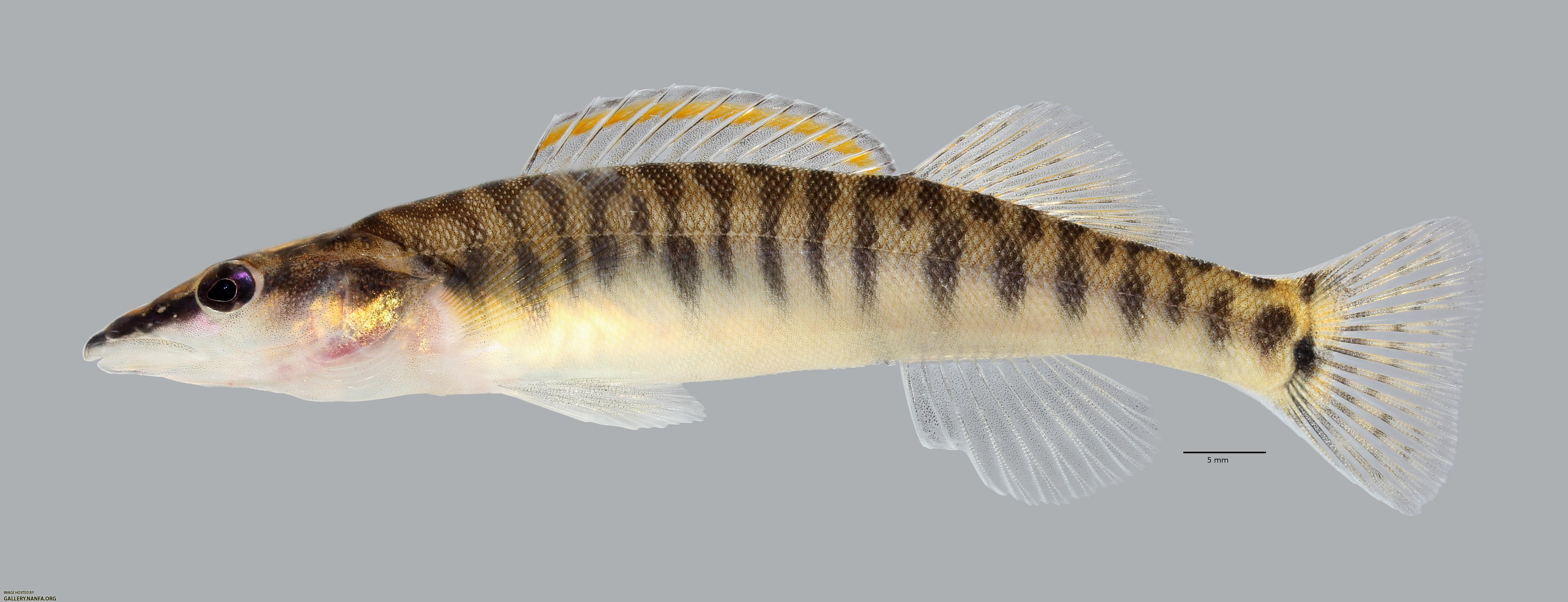 Percina nasuta Longnose Darter3899ws