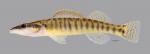 Percina nasuta Longnose Darter4070ws