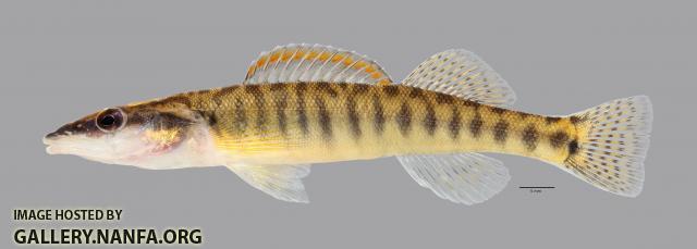 Percina nasuta Longnose Darter4070ws