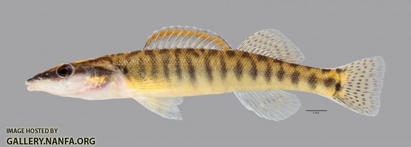 Percina nasuta Longnose Darter4070ws