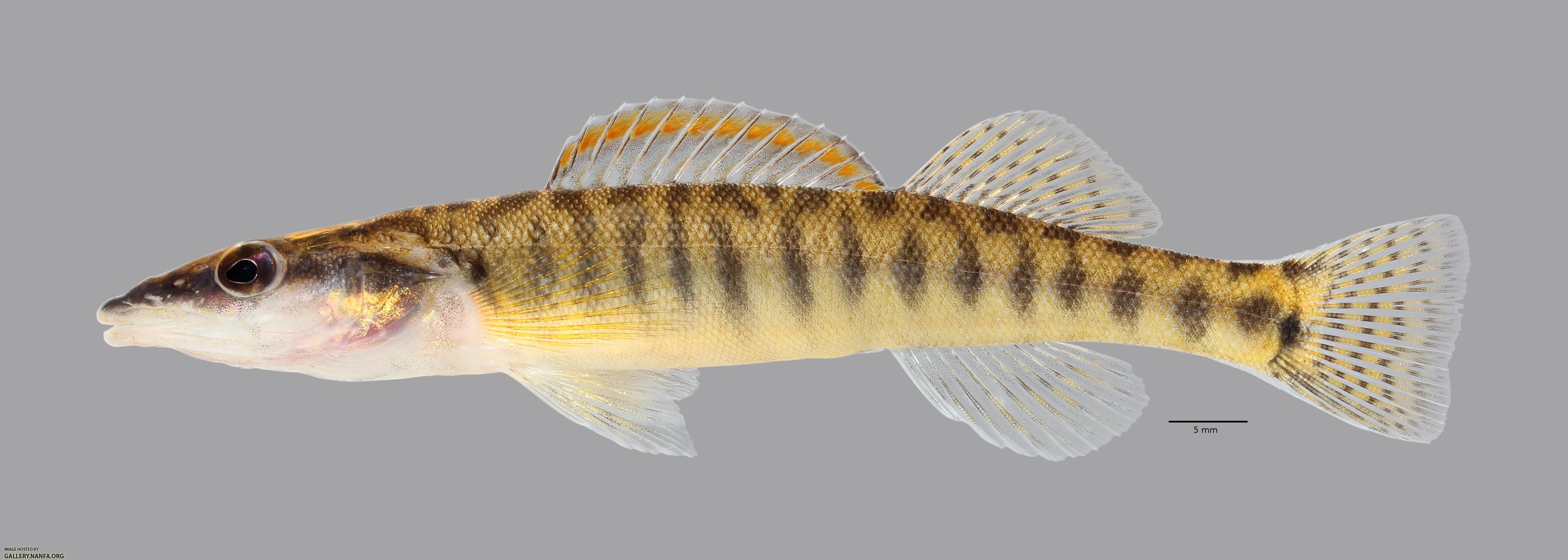 Percina nasuta Longnose Darter4070ws