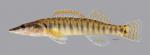 Percina nasuta Longnose Darter4089ws